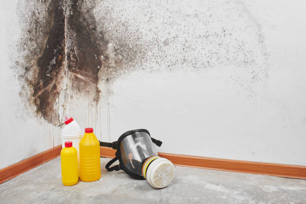 Best Mold Testing and Inspection Services in Henrietta, TX