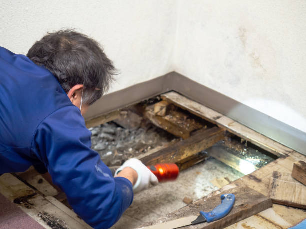 Henrietta, TX Mold Remediation Company