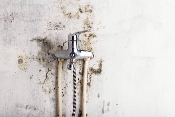 Best Black Mold Remediation in Henrietta, TX