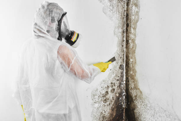 Best Mold Testing and Inspection Services in Henrietta, TX