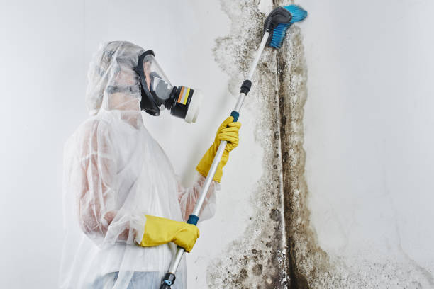 Best Post-Flood Mold Remediation in Henrietta, TX