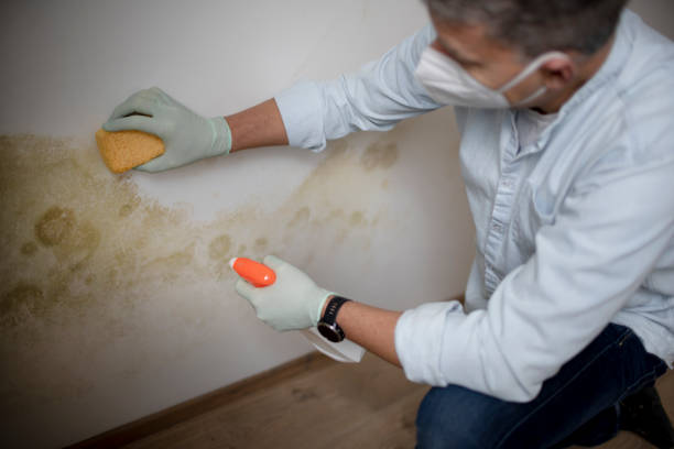 Best Health and Safety Mold Remediation in Henrietta, TX