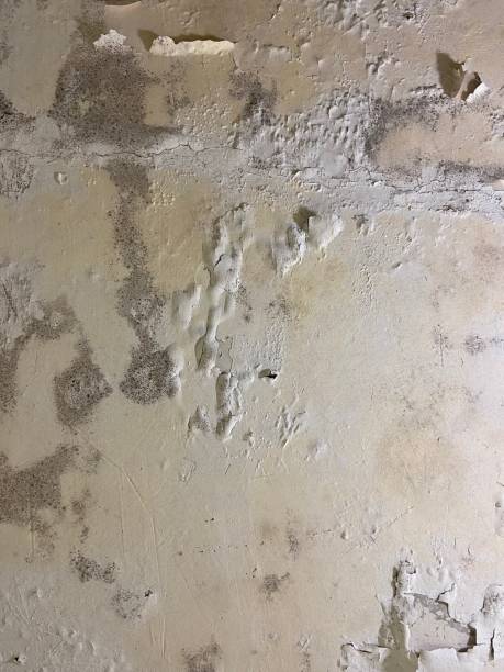 Trusted Henrietta, TX Mold Remediation Experts