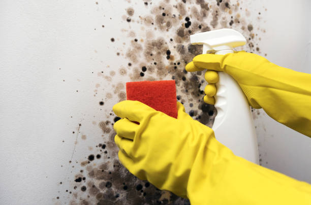 Best Health and Safety Mold Remediation in Henrietta, TX