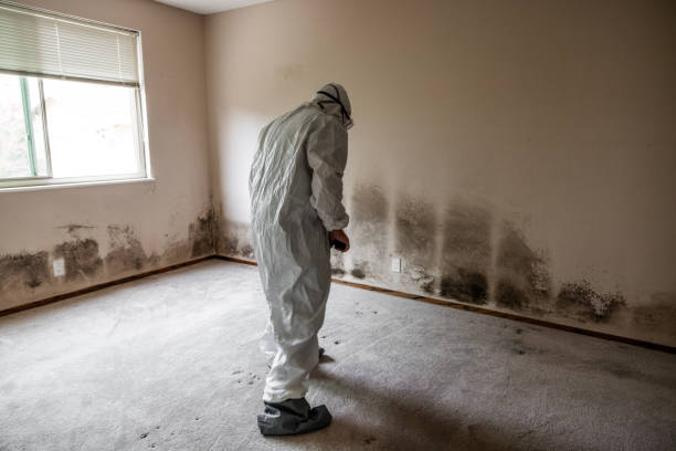 Best Commercial Mold Remediation in Henrietta, TX