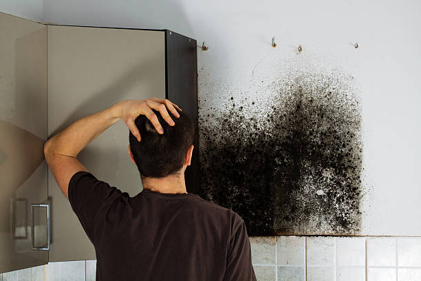 Best Kitchen Mold Remediation in Henrietta, TX