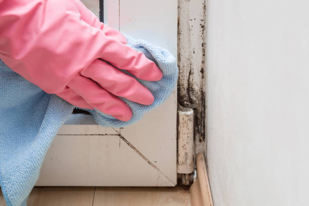 Best Attic Mold Remediation in Henrietta, TX