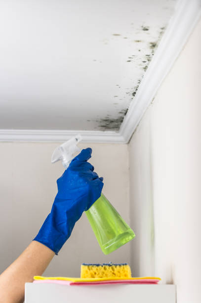 Professional Mold Remediation in Henrietta, TX